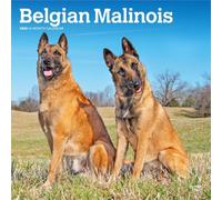 Malinois belge | Calendrier mural mensuel carré 2026 30,5 x 61 cm | Sans plastique | BrownTrout | Animaux races de chiens