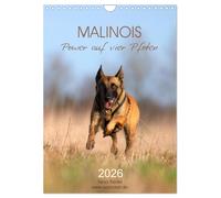 Malinois Power auf vier Pfoten (Wandkalender 2026 DIN A4 hoch), CALVENDO Monatskalender: Malinois die sensiblen Kraftpakete dieser Hunderasse hat die ... besseren Hund als seinen Begleiter wählen.