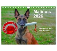 Malinois - Wahnsinn auf vier Pfoten (Wandkalender 2026 DIN A4 quer), CALVENDO Monatskalender: Der belgische Schäferhund ist ein toller Begleiter mit viel Power, Herz und Ausdauer.