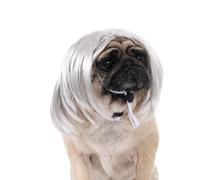 MALSSE Perruques colorées pour chats et chiens - Costume Ikun - Perruque de fête - Postiche pour robe/Noël