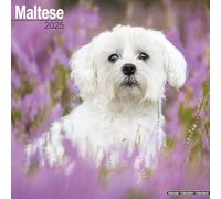 Maltese Calendar 2025 Square Dog Breed Wall Calendar - 16 Month