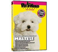 MALTESE DVD: Everything You Should Know! - Dog &