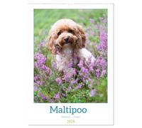 Maltipoo - Malteser - Pudel 2026 (Wandkalender 2026 DIN A2 hoch), CALVENDO Monatskalender: Der Maltipoo ist eine beliebte Hunderasse, die durch Kreuzung von Pudel und Malteser entsteht.