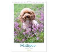 Maltipoo - Malteser - Pudel 2026 (Wandkalender 2026 DIN A4 hoch), CALVENDO Monatskalender: Der Maltipoo ist eine beliebte Hunderasse, die durch Kreuzung von Pudel und Malteser entsteht.