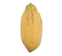 MALUGOGO Accessoire de Présentation de Cabosses de Cacao Artificielles en Plastique Jaune, Résistant la Décoloration, pour Décoration et Vitrines de Magasins
