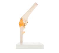 MALUGOGO Modèle Anatomique du Coude en Pvc sur Support, Aide Visuelle pour Enseignement Santé Physique en École, Modèle Réaliste pour Étudiants et Enseignants