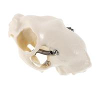 MALUGOGO Réaliste pour la science guide, complet avec taille portable, modèle de crâne de chat, figurine d'anatomie squelette en PVC et accessoire beige pour enseigner les poissons