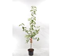 Malus Domestica Jonagold 120 cm Pommier Jonagold