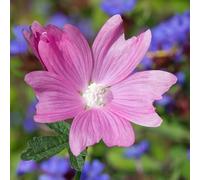 Malva moschata 'Rosea' - Une plante vivace d'extérieur rustique