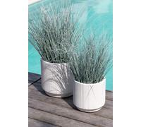 Manahee Design | Graminées en Pot Plastique Vert Medium | 70 cm x 50 cm x 50 cm