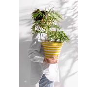 Manahee Design | Palmier de montagne en pot plastique vert/noir | Textiel | 114 cm x 60 cm x 31 cm