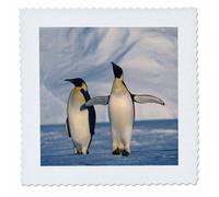 Manchots empereurs de l'Antarctique debout en hiver - Couverture carr e 3dRose 6 x 6 pouces (qs_206332_2)
