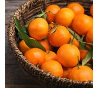 Mandarinier Mandalate 120-150 cm - Citrus méditerranéen pour jardin & balcon - rustique, fruits, citronnier alternatif