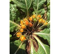 Mandragore d'automne (Mandragora autumnalis) env. 10 semences