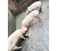 Mangeoire à bétail robuste de grande capacité pour animaux de la ferme, équipement d'alimentation durable pour chevaux, moutons, chèvres, alpagas et volailles, convient pour une utilisation en