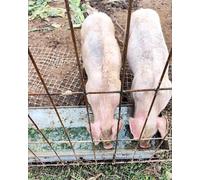 Mangeoire à eau pour bétail, volaille, grande capacité pour animaux de ferme, mangeoire durable pour une alimentation efficace