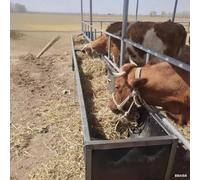 Mangeoire robuste en acier galvanisé avec support, complément alimentaire durable pour bovins, chèvres, porcs, chevaux, veaux