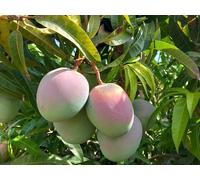 Mango fruitier arbre tropical 120 cm 2 ans pot 17