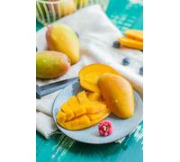 Manguier Mangifera indica 'Osteen' greffé 140-180 cm, plante tropicale en bac, convient pour les jardins d'hiver