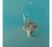 Manic Youth - Funland