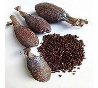 Maniguette entière, Gousse de piment de Guinée, (graines de paradis) piment alligator ou poivre alligator