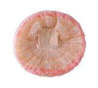 MaNMaNing Robe Tutu Gabon pour Enfant déguisement Carnaval fête Danse Ballet Tulle Bouffant Robe Simple Costume Enfant fête Danse créative Loisir Style Africain