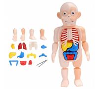 Mannequin 3D, modèle de corps humain, modèle de torse, assemblage éducatif, apprentissage précoce, jouets
