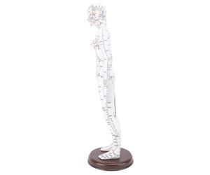 Mannequin Acupuncture, 52cm Modèle d'enseignement de Acupuncture modèle de corps humain complet avec socle pour démonstrations pédagogiques auprès des étudiants (Femelle)
