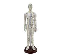 Mannequin d’acuponcture avec Base Précis, style to 1, 52 Cm | Didactique, Modèle Corps Humain pour acuponcture, Souple, Étudiants, Acupuncteurs