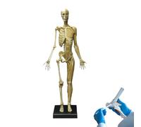 Mannequin d'anatomie féminine - Modèle de squelette musculaire humain pour l'enseignement de l'art médical et la sculpture - Référence
