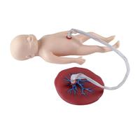 Mannequin d'apprentissage de bébé grandeur nature avec cordon ombilical et placenta, simulateur réaliste pour bébé pour l'éducation gynécologie et la formation médicale