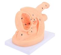 Mannequin de cathétérisme masculin (1 pièce) | Modèle anatomiquement précis en PVC for l'enseignement des soins infirmiers et de santé