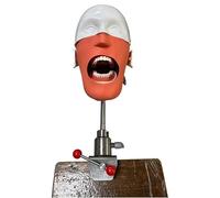 Mannequin dentaire Simulateur dentaire Tête fantôme Modèle de tête d'entraînement Simulation dentaire Simulation orale Enseignement pour l'école/hors école/à la maison A