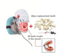 Mannequin Fantôme Simple Avec Dents Pour Dentiste,Modèle De Tête De Simulateur Dentaire,Fuchsia,Formation À La Pratique,Étude,Équipement De Dentiste - Type Dental Phantom B