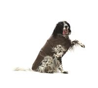 Manteau imperméable pour chiens MONTRÉAL marron Croci
