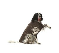 Manteau imperméable pour chiens MONTRÉAL marron Croci
