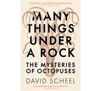 Many Things Under a Rock by David Scheel David Scheel (Auteur)