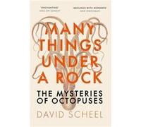 Many Things Under a Rock by David Scheel David Scheel (Auteur)