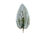 MAQDDO 20pcs Gardening Insect Net pour Plantes | Insect-proof screen for courtyard fruits and vegetables(1.2*1.4m)