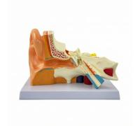 Maquette Anatomique l'oreille Précis , Grossissement 3X-2pcs | Didactique, Robuste, pour Laboratoire, Enseignants
