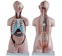 Maquette asexuée corps humain 85 cm 20 pièces Demi-corps anatomie avec organes internes pour usage éducatif