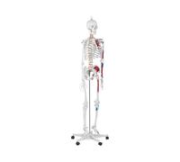 Physa Maquette Squelette Humain Modèle Anatomique Grandeur Nature Affiche Poster Planche PHY-SK-2 (180 cm, Insertion Muscles, Dents, Plastique, Inox)