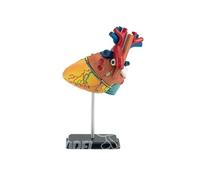 Maquette Plastique Le corps humain coeur - REVELL - Modèle réduit corps humain - Mixte - A partir de 6 ans
