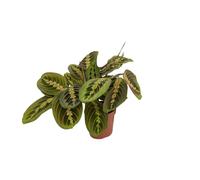 Maranta Fascinator - Arrow root - Plante d'intérieur - pot de Ø12cm - ↕30cm de hauteur - Entretien facile - Feuilles mobiles - Mi-ombre - Plante verte tropicale
