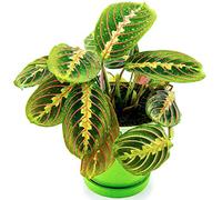 Maranta Fascinator tricolore panaché | Vente Plante tropicale En pot 20-30 cm