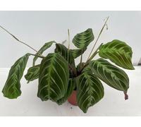 Maranta leuconeura 'Exclusive Dark' env. 30 cm Arrow root - Plante d'intérieur - Plante verte