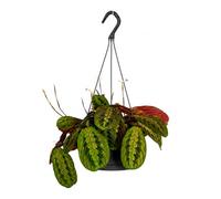 Maranta Leuconeura Fascinator Plante d'ombre en pot suspendu 17 cm