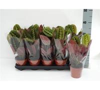 Maranta leuconeura Fascinator Tricolor 30 cm - Marante corbeille, Arrow root, plante d'intérieur, Calathea, plante tropicale, purifie l'air, facile d'entretien