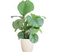 Marante en osier Calathea Orbifolia - Plante d'intérieur 65cm - Ø21cm - Purificateur d'air - Pot Viber biodégradable blanc inclus - Plante d'intérieur exotique avec feuilles vert menthe