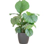 Marante en osier Calathea Orbifolia - Plante d'intérieur 65cm - Ø21cm - Purifie l'air - Pot Viber gris biodégradable inclus - Plante d'intérieur exotique avec feuilles vert menthe